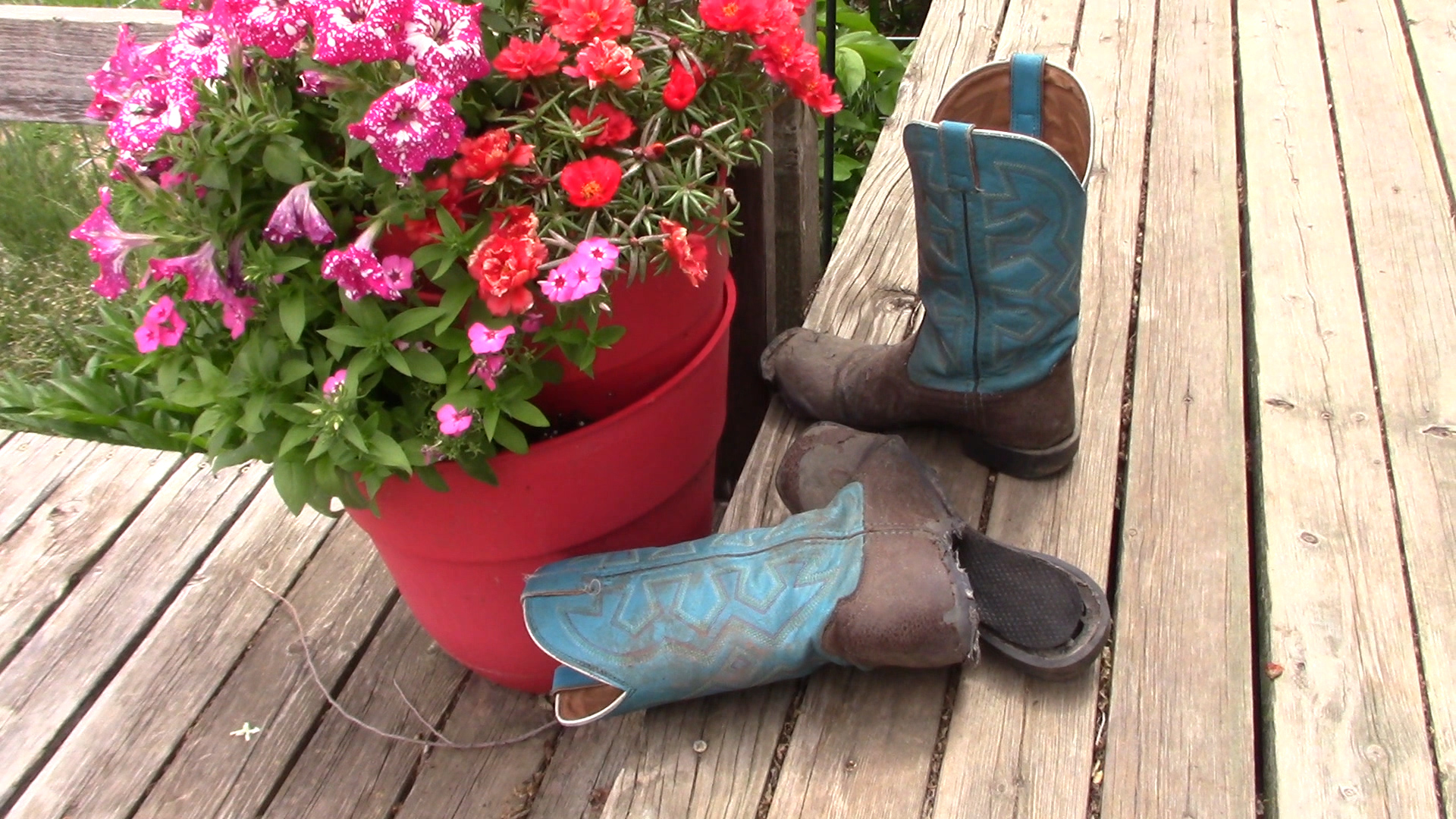 A Day In the Life Of Miley's Boots