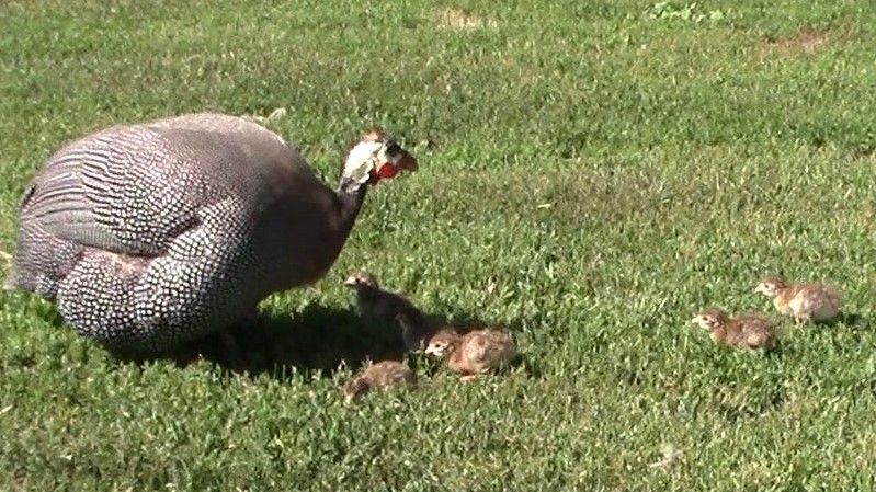 Our Guinea Hatched Baby Keets2crop3