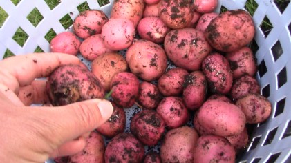 The Big Potato Reveal  She Grows Potatoes In Laundry Baskets.jpg